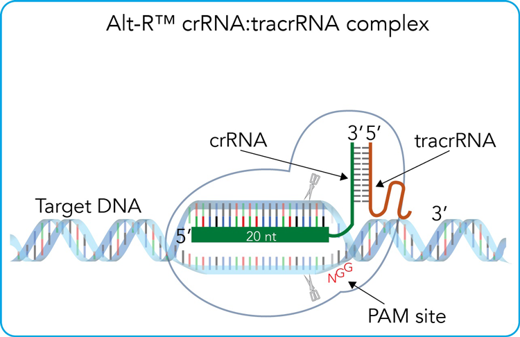 IDT-Alt-R-CRISPR-Cas9-Syste.png